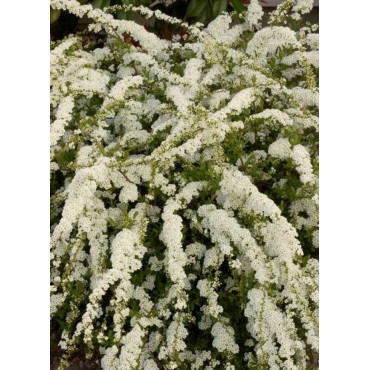 SPIRAEA arguta