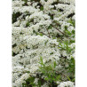 SPIRAEA arguta