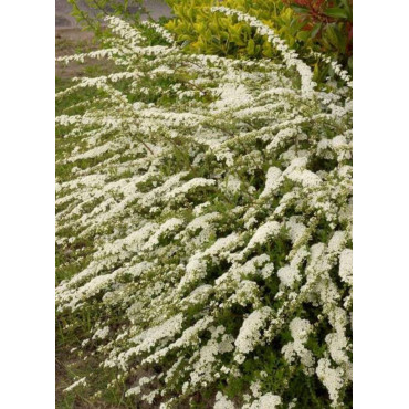 SPIRAEA arguta