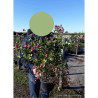 SYMPHORICARPOS doorenbosii MAGICAL CANDY En pot de 4-5 litres