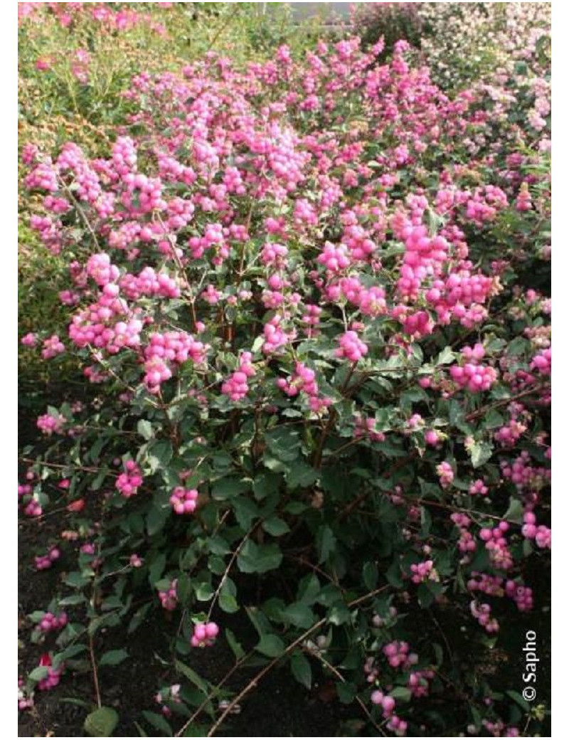 SYMPHORICARPOS doorenbosii MAGICAL CANDY