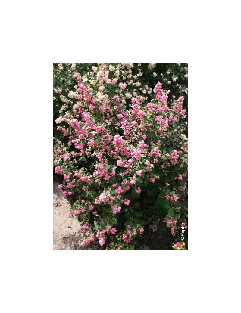 SYMPHORICARPOS doorenbosii MAGICAL SWEET