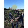 SYMPHORICARPOS doorenbosii MAGICAL SWEET En pot de 4-5 litres