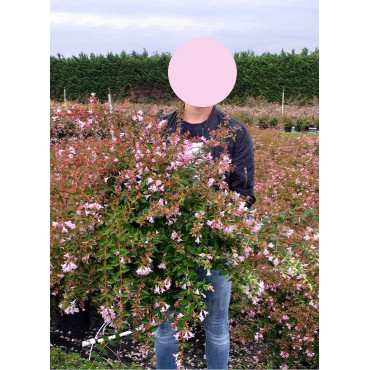 ABELIA EDWARD GOUCHER En pot de 10-12 litres