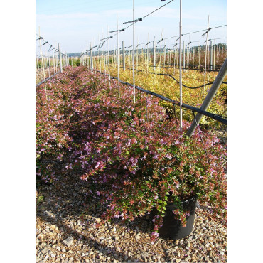 ABELIA EDWARD GOUCHER En pot de 15-20 litres