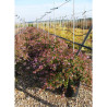 ABELIA EDWARD GOUCHER En pot de 15-20 litres