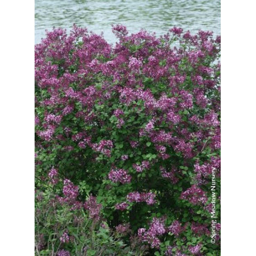 SYRINGA BLOOMERANG DARK PURPLE