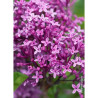 SYRINGA BLOOMERANG DARK PURPLE