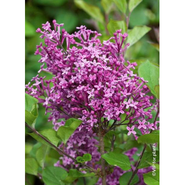 SYRINGA BLOOMERANG DARK PURPLE