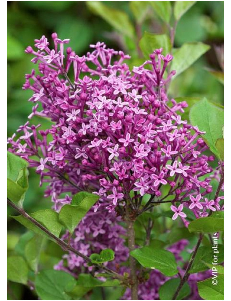 SYRINGA BLOOMERANG DARK PURPLE