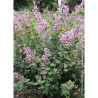 SYRINGA BLOOMERANG PINK PERFUME