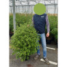 PITTOSPORUM tenuifolium EMERALD DOME En pot de 7-10 litres