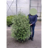 PITTOSPORUM tenuifolium EMERALD DOME En pot de 15-20 litres