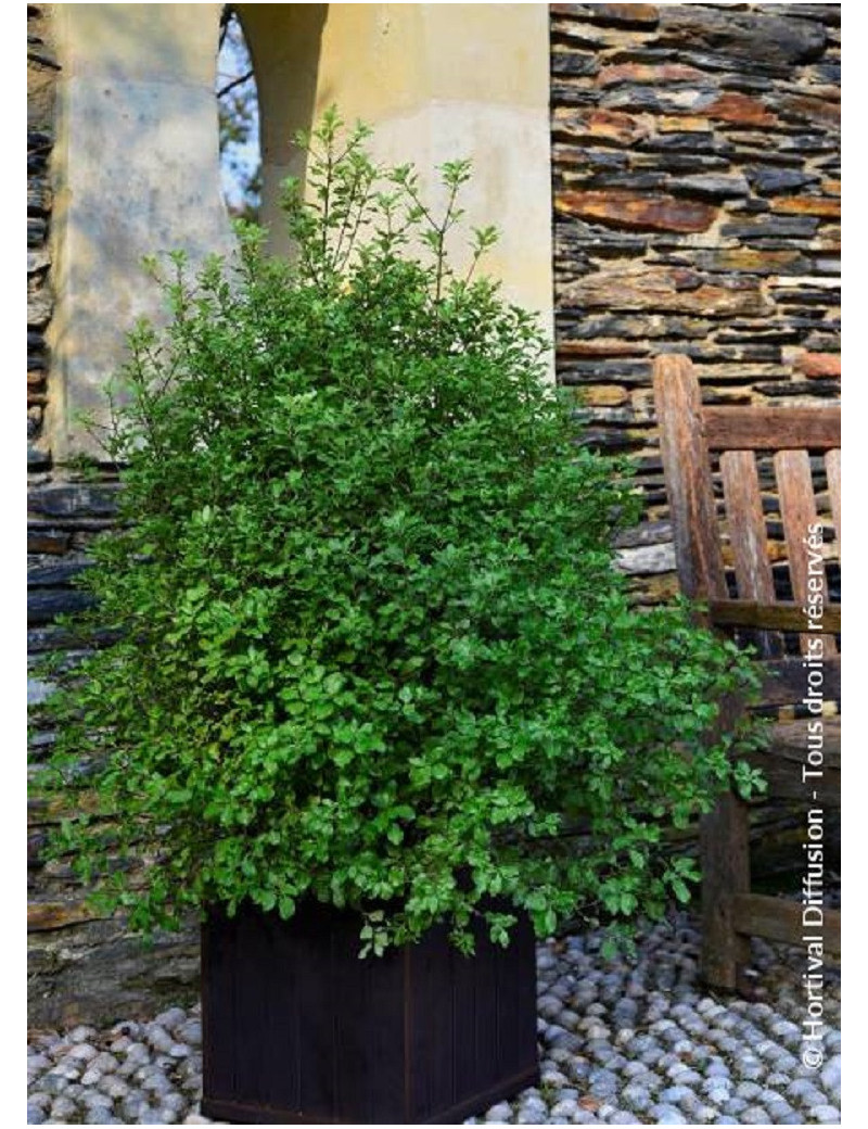 PITTOSPORUM tenuifolium EMERALD DOME