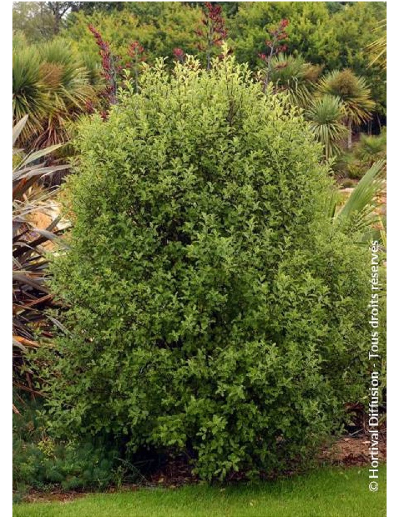 PITTOSPORUM tenuifolium