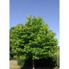 PLATANUS hispanica ALPHEN'S GLOBE