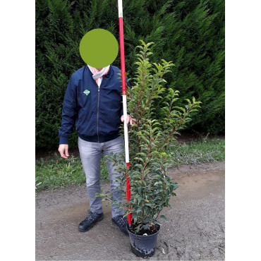 PRUNUS lusitanica BRENELIA En pot de 10-12 litres 