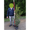 PRUNUS lusitanica BRENELIA En pot de 10-12 litres 