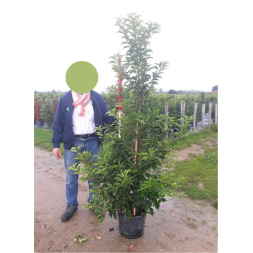 PRUNUS lusitanica BRENELIA En pot de 25-30 litres 