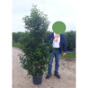 PRUNUS lusitanica MYRTIFOLIA En pot de 25-30 litres 