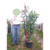 PRUNUS laurocerasus GENOLIA En pot de 15-20 litres