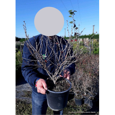 PRUNUS incisa KOJO NO MAI En pot de 4-5 litres