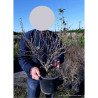 PRUNUS incisa KOJO NO MAI En pot de 4-5 litres