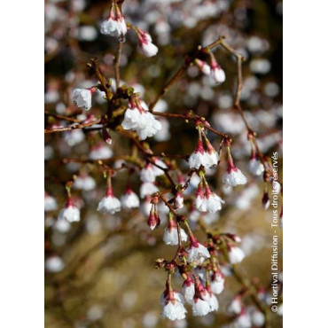 PRUNUS incisa KOJO NO MAI