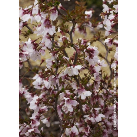 PRUNUS incisa KOJO NO MAI