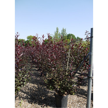 PRUNUS Cistena (Ceriser des sables) En pot de 15-20 litres forme buisson extra fort