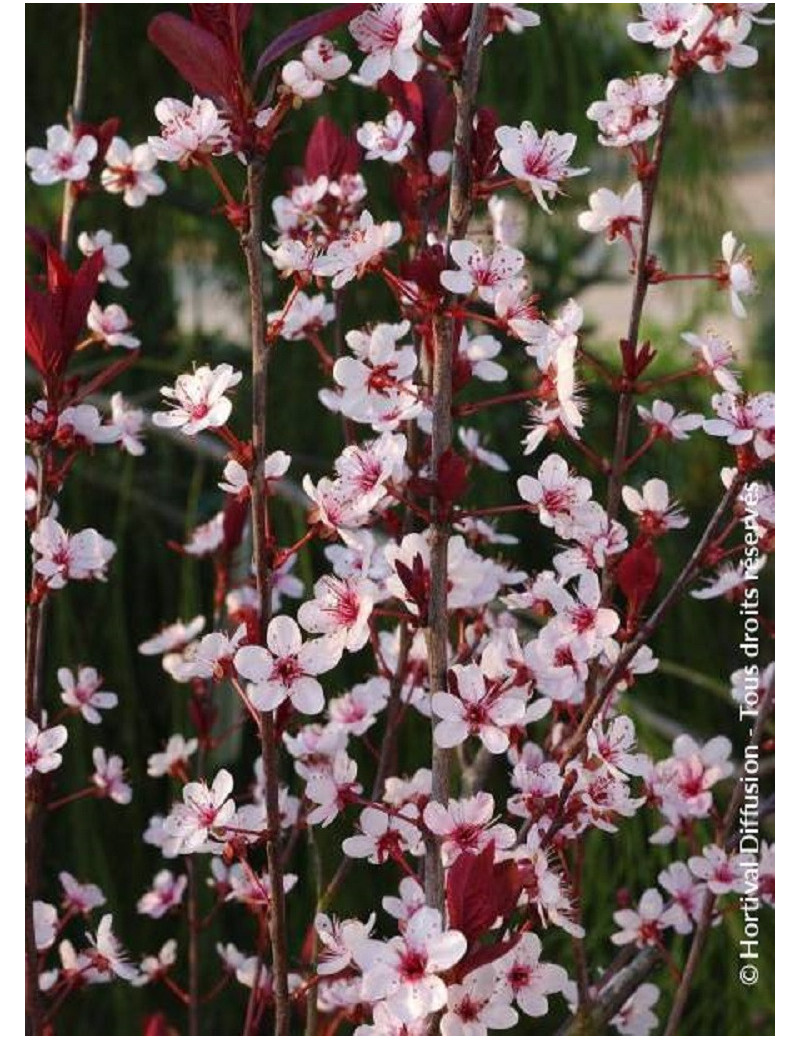 PRUNUS Cistena (Ceriser des sables)