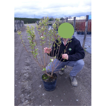 EXOCHORDA serratifolia SNOW WHITE En pot de 10-12 litres