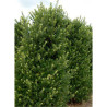 ILEX crenata