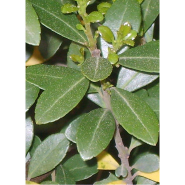 ILEX crenata (Houx crénelé ou houx japonais)