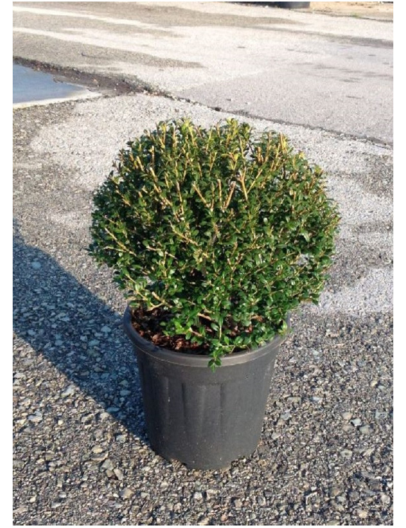 ILEX crenata (Houx crénelé, houx à petites feuilles ou houx japonais) En pot forme boule