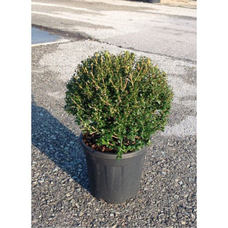 ILEX crenata (Houx crénelé, houx à petites feuilles ou houx japonais) En pot forme boule