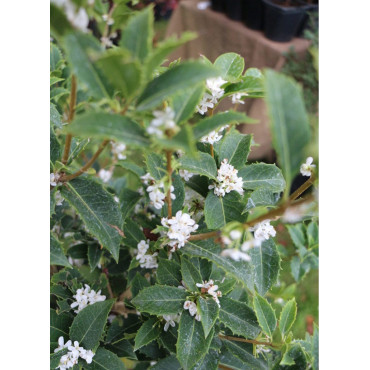 OSMANTHUS heterophyllus