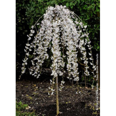 PRUNUS SNOW FOUNTAINS