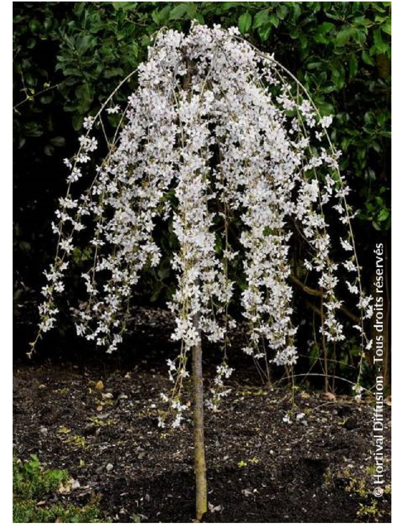 PRUNUS SNOW FOUNTAINS