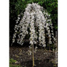 PRUNUS SNOW FOUNTAINS