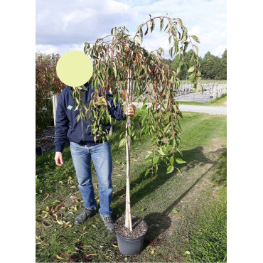 PRUNUS SNOW FOUNTAINS En pot de 10-12 litres forme tige hauteur du tronc 110-130 cm