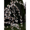 PRUNUS SNOW FOUNTAINS