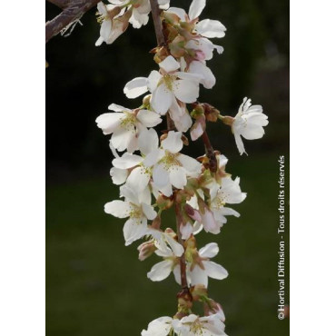 PRUNUS SNOW FOUNTAINS