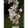 PRUNUS SNOW FOUNTAINS