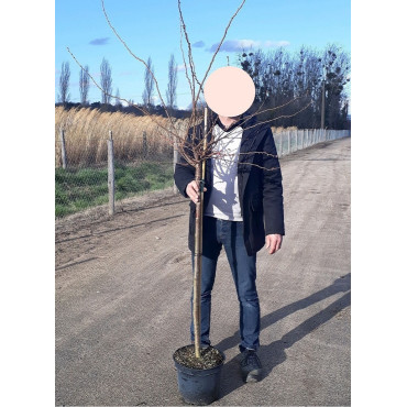 PRUNUS subhirtella AUTUMNALIS ROSEA En pot de 10-12 litres forme tige hauteur du tronc 110-130 cm