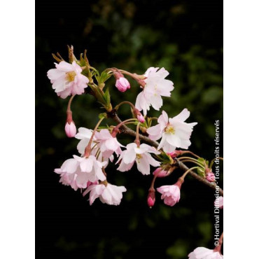 PRUNUS subhirtella AUTUMNALIS ROSEA