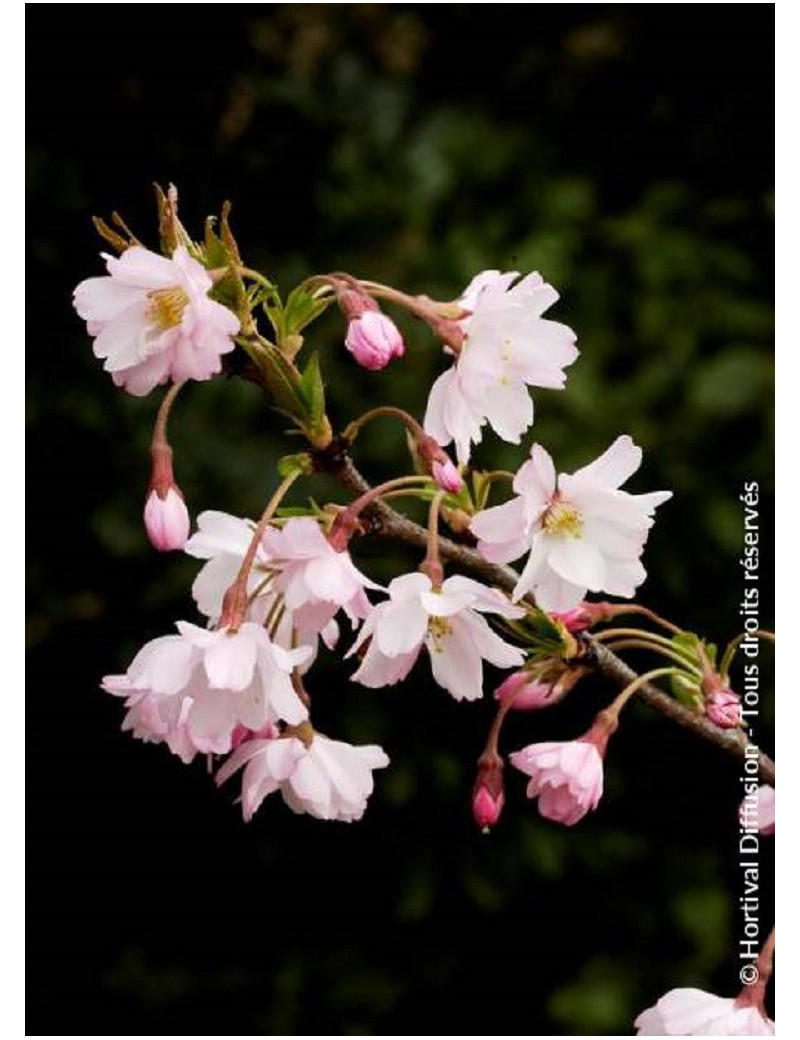 PRUNUS subhirtella AUTUMNALIS ROSEA