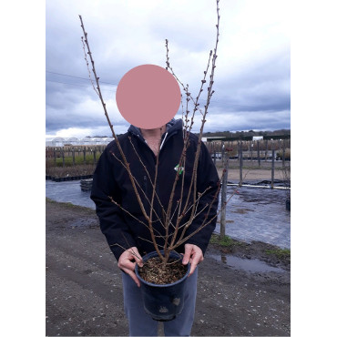 PRUNUS subhirtella FUKUBANA En pot de 4-5 litres