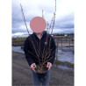 PRUNUS subhirtella FUKUBANA En pot de 4-5 litres