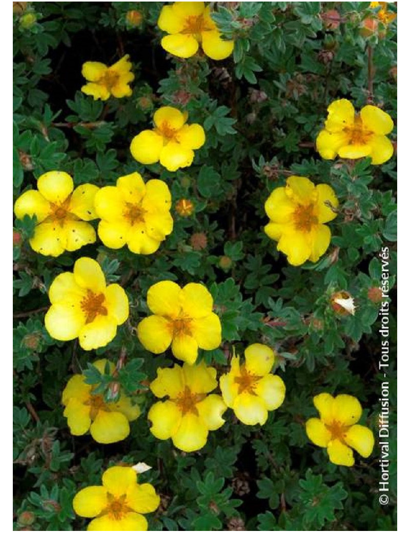 POTENTILLA fruticosa GOLDSTAR